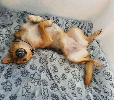 Dogorama Photo Challenge - lustigste Grimasse-Beitrag-Bild