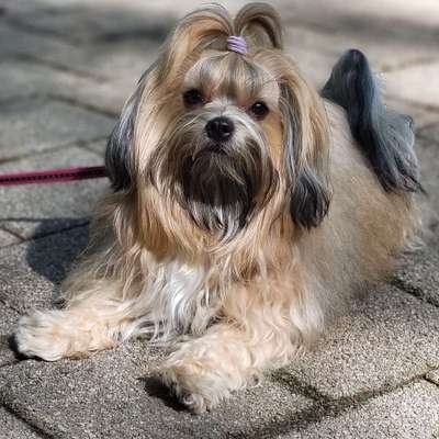 Hundetreffen-Hundegruppe mit kleinen Hunden bis 5kg-Bild