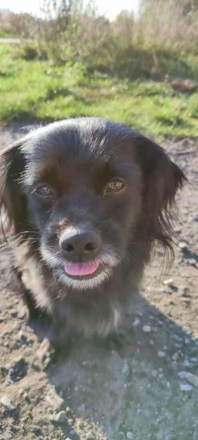 Lustigsten Grimassen von euren Hunden-Beitrag-Bild