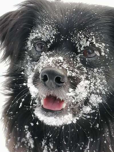 Die Dogorama Kalender Challenge Teil 2/4-Beitrag-Bild