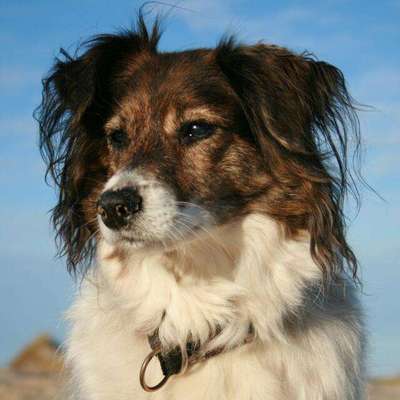 Hunde Porträt (Portrait) Galerie....-Beitrag-Bild