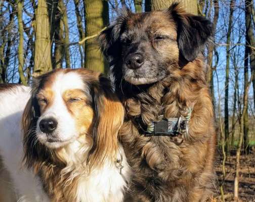 Hunde Porträt (Portrait) Galerie....-Beitrag-Bild