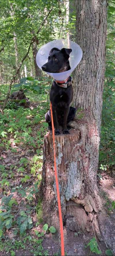 Dogorama Photo Challenge - Mein Holz und ich-Beitrag-Bild