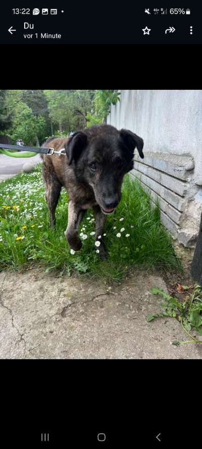 Tierschutzhunde suchen ein Zuhause-Beitrag-Bild
