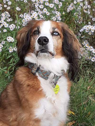 Hunde Porträt (Portrait) Galerie....-Beitrag-Bild