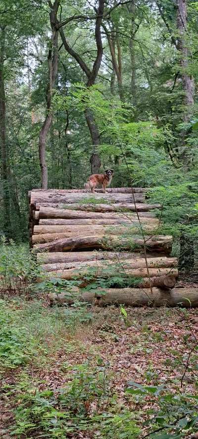 Dogorama Photo Challenge - Mein Holz und ich-Beitrag-Bild