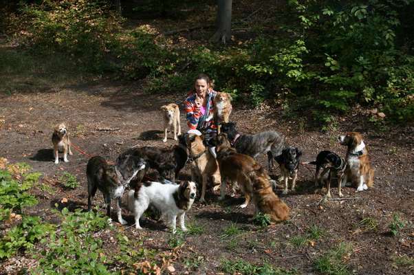 TierschutzhundeStammtisch🐕-Beitrag-Bild