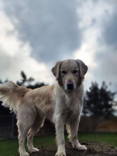 Golden Retriever-Beitrag-Bild