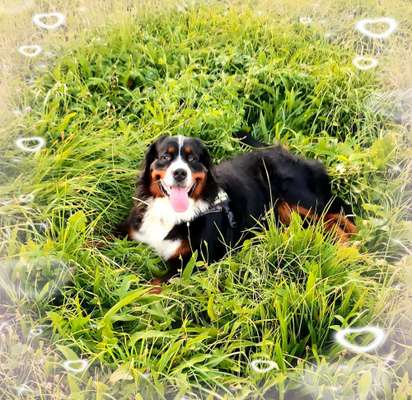 Berner Sennen-Beitrag-Bild