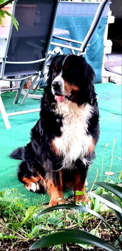 Berner Sennen-Beitrag-Bild