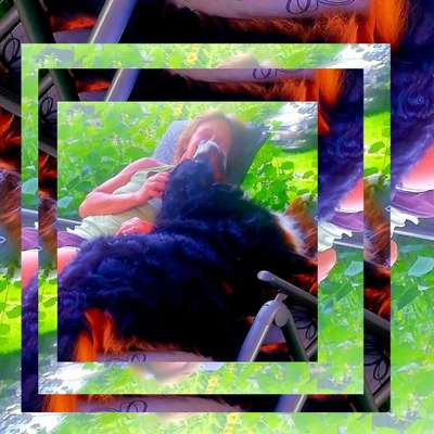 Berner Sennen-Beitrag-Bild