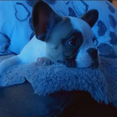 Französische Bulldoggen-Beitrag-Bild