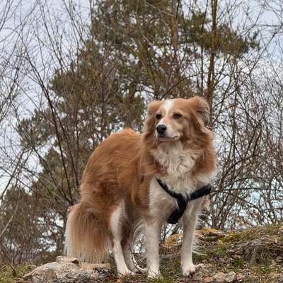 Hundetreffen-Hundeplatz Lachen Speyerdorf-Bild