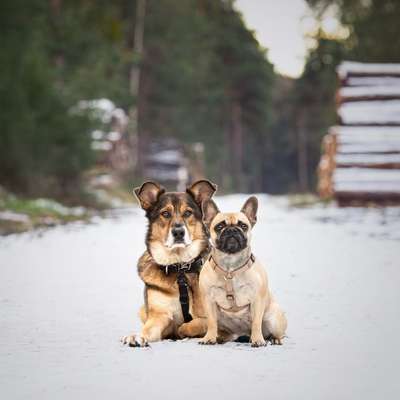 Hundetreffen-Fotoshooting mit deinem Liebling 🐶❤️-Bild