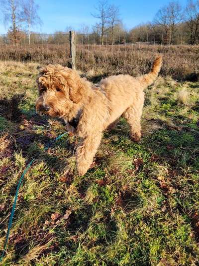 Hundetreffen-Treffen mit anderen Doodle-Bild