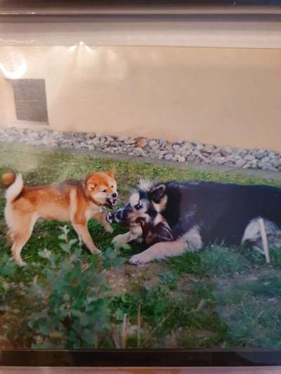 Alles rund um den Schäferhund, diskutieren erwünscht.-Beitrag-Bild