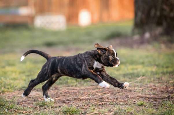 Fotochallenge 66 ~ Rennaction -Zeig deinen Hund im Lauf-Beitrag-Bild
