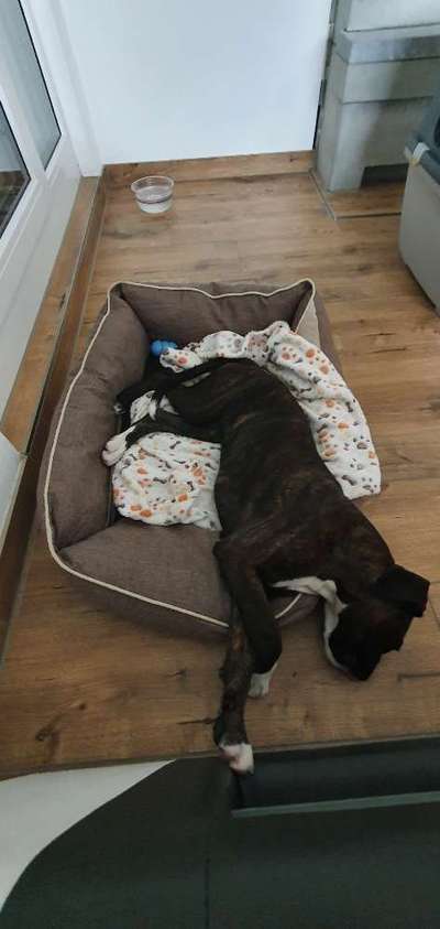 Gestromte fellnasen-Beitrag-Bild