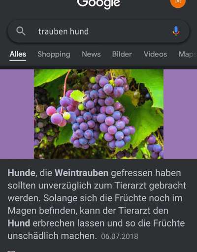 Welpe frisst nicht-Beitrag-Bild