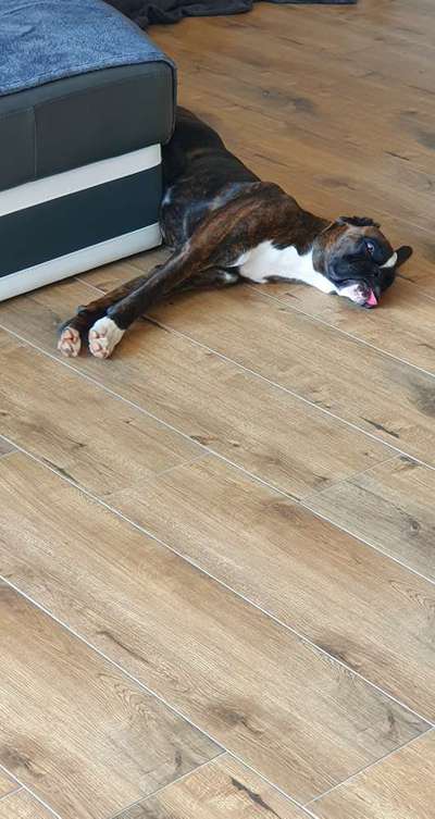 Deutsche Boxer-Beitrag-Bild