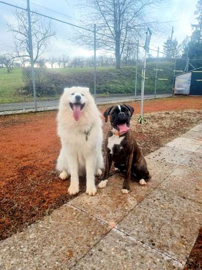 FOTOCHALLENGE 68: Dein Hund und sein bester Freund-Beitrag-Bild