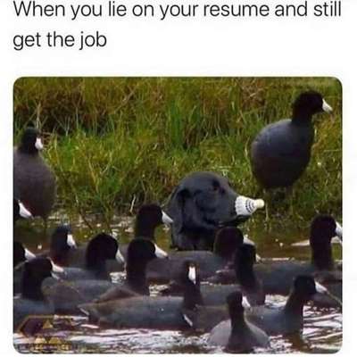 Hunde Memes-Beitrag-Bild