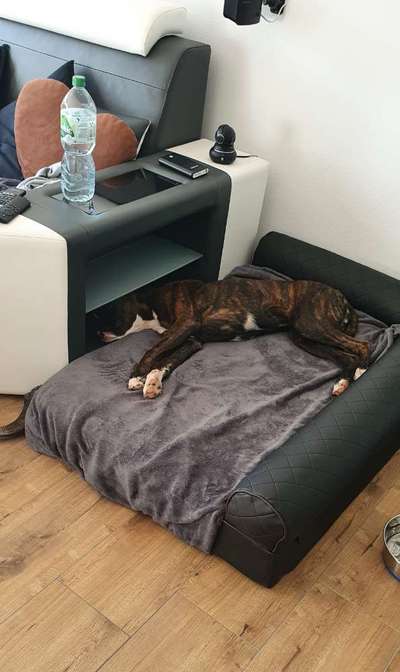 Deutsche Boxer-Beitrag-Bild