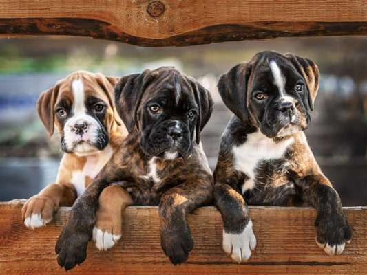 Welpen Bilder !-Beitrag-Bild