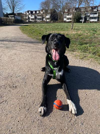 Hundetreffen-Sozialisierung und dann evtl. Spielen-Bild