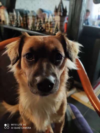 Mischlingshunde Foto Aufruf-Beitrag-Bild