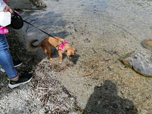 Mischlingshunde Foto Aufruf-Beitrag-Bild