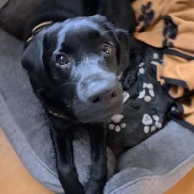 Hundetreffen-Spielen und treffen-Bild