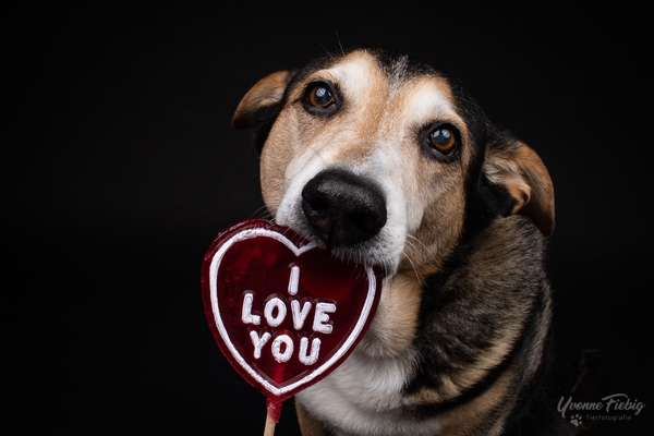 Dogorama Photo Challenge - Be my valentine-Beitrag-Bild