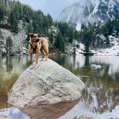 Hundetreffen-Trainingspartner für Begegnungstraining an der Leine-Bild