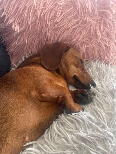 Rauhaardackel -ja/nein?-Beitrag-Bild