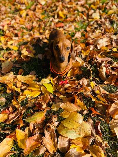 Herbst🍁-Beitrag-Bild