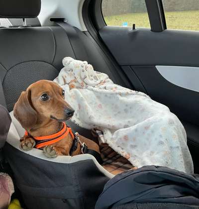 eure Spitznamen für die Vierbeiner-Beitrag-Bild