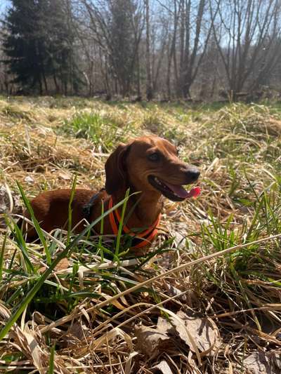 Dogorama Foto Aktion - Dein Hund im Dogorama Büro-Beitrag-Bild