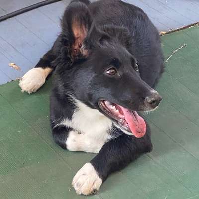 Hundetreffen-Junghunde treffen spazieren gehen in Oberlenningen-Bild