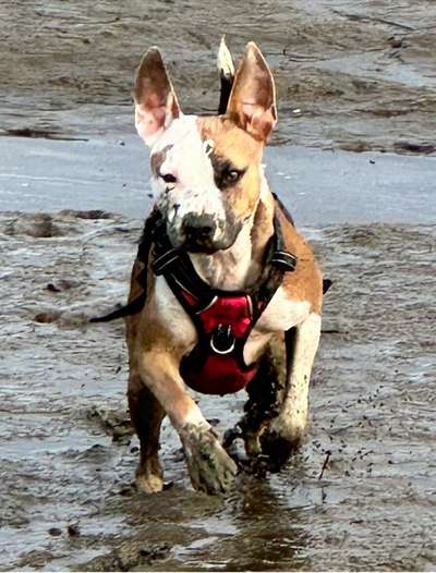 Hundetreffen-Aktives spielen miteinander-Bild