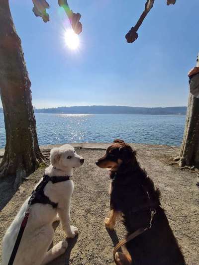 Auslandstierschutz-Beitrag-Bild