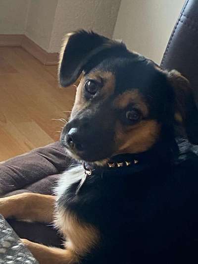 Mischlingshunde Foto Aufruf-Beitrag-Bild