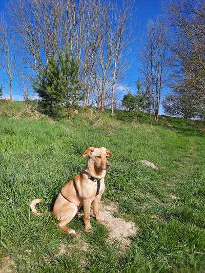 Auslandstierschutz-Beitrag-Bild