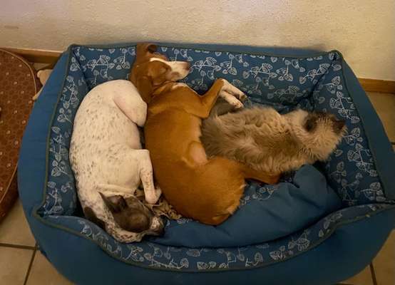 Zeigt mir die lustigsten Schlafpositionen eurer Fellnasen-Beitrag-Bild