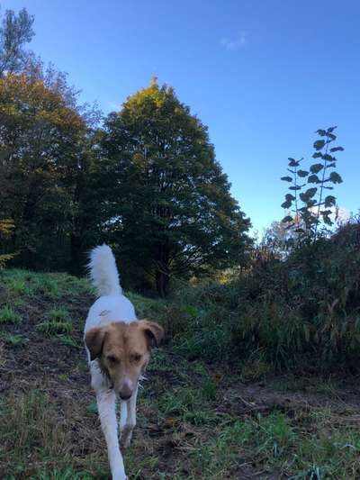 Hundetreffen-Gemeinsame Spaziergänge-Bild