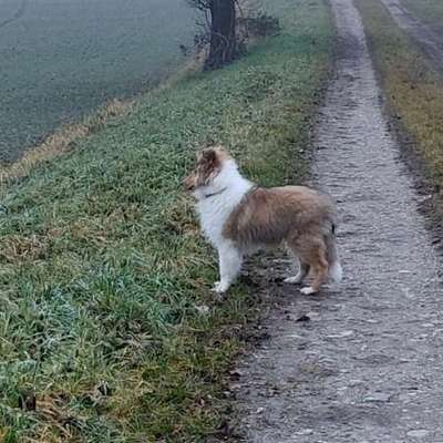 Hundetreffen-Collie Treffen-Bild
