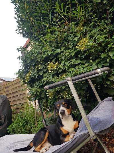 Entlebucher Sennenhund-Beitrag-Bild