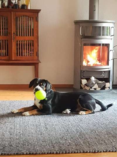 Die Dogorama Monats Challenge "Es grünt und blüht"-Beitrag-Bild