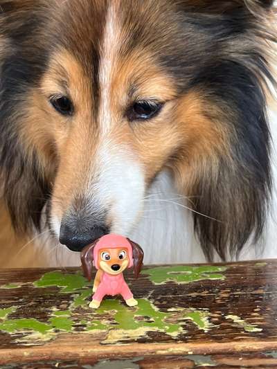 Hundetreffen-Gassitreff-Bild