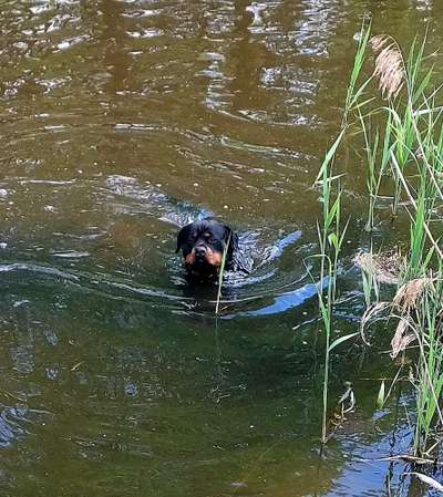 Dogorama-Monats-Challenge-Mai "Wasser"-Beitrag-Bild